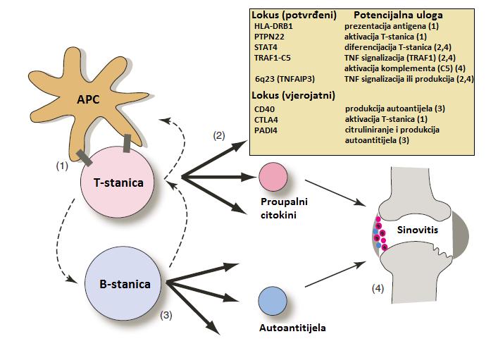 Slika 4. Genski lokusi povezani s patogenezom RA i njihova moguća uloga (preuzeto iz Hochberg i sur.