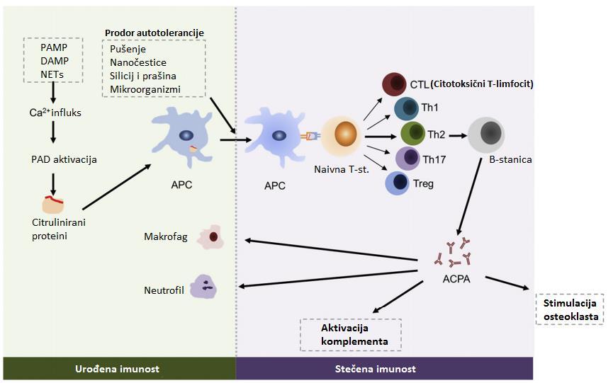 Slika 5. Produkcija ACPA i manifestacija učinka u imunološkom odgovoru (preuzeto i prilagođeno prema Dong i sur.
