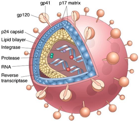 HIV spoljašnji omotač (gp120) kapsid p24 lipidni omotač integraza p31 proteaza p15 2 kopije jednolančane (+) RNK reverzna transkriptaza