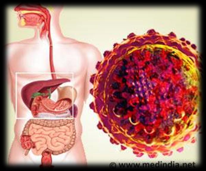 Virusi uzročnici hepatitisa Virusi koji nisu primarno hepatotropni: Herpesvirusi (HSV1, HSV2, CMV, VZV,