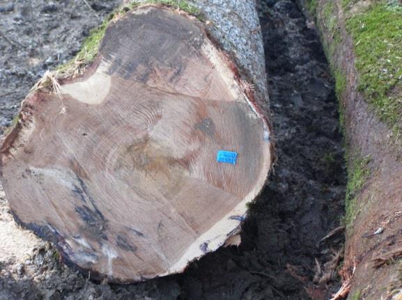 Prikrajanje i mjerenje deblvine Prikrajanje drvnih srtimenata predstavlja raspdjelu deblvine na dgvarajuće dužine s bzirm na kakvću drva.