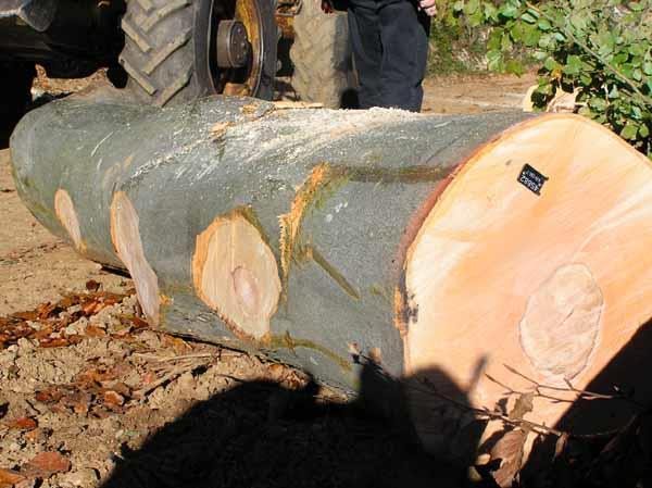 Cilj je iz psječeng drva sigurati prizvdnju drvnih srtimenata, čijm će se prdajm stvariti najveći mgući prihd.