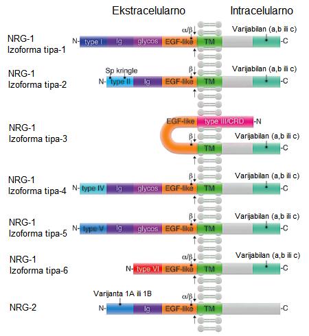 NRG neuregulin; TM transmembranska domena; Ig imunoglobulinu slična domena; EGF-like domena slična epidermalnom faktoru rasta; SP signalni peptid Slika 3.