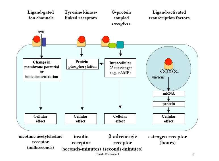 Familije receptora A. Receptori jonskih kanala 2-TM, 3-TM, 4-TM B. G protein receptori 7-TM receptori C. Receptori vezani za kinaze 1-TM receptori D.