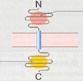 Prenos signala: aktivacija enzima Receptori vezani za kinaze ćelijska membrana domen katalize intracelularni prostor domen vezivanja T