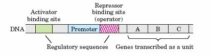 Mnogi geni prokariota su udruženi i regulisani u jedinstvenoj formaciji operona Geni koji kodiraju proizvode uključene u niz zajedničkih procesa su organizovani i prepisuju se zajedno-