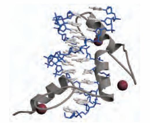 Zn prsten- predstavlja najčešći DNK vezujući domen regulatornih gena kod eukariota.