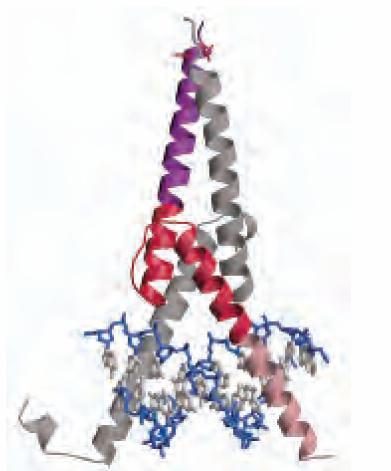 AK u nizu DNK vezujući domen ovih proteina je uglavnom bogat baznim AK (Arg i Liz) Heliks-petlja- heliks- sadrži oko 50AK koje su značajne i za vezivanje