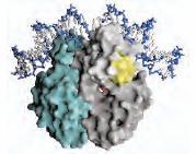 Aktivacija transkripcije lac operona preko CRP Glu + Lac- katabolička represija Efekat glukoze se ostvaruje preko camp-a kao koaktivatora i aktivatornog