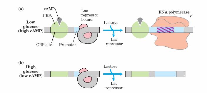 Kombinovani efekti glukoze i laktoze na ekspresiju lac operona (a) U odsustvu glukoze (camp nivo raste pa i CRP-cAMP kompleksa) tako da se transkripcija povećava.