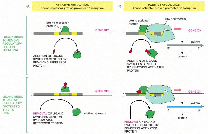 Zbirni mehanizam kojim specifični regulatorni proteini vrše kontrolu transkripcije kod prokariota