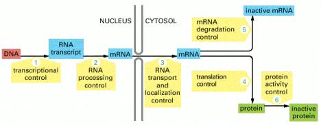 Mesta (koraci) na kojima može doći do kontrole ekspresije gena eukariota Kontrola od koraka 1-5 Kontrola 6-kontrola aktivnosti proteina