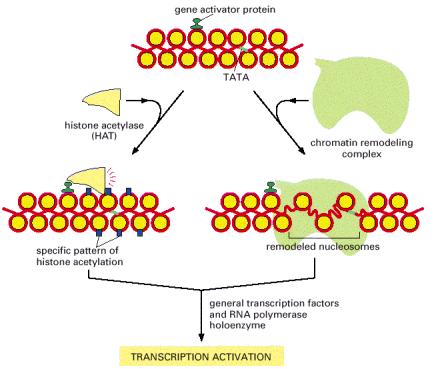 Lokalna promena strukture hromatina koja je uslovljena proteinima aktivatorima gena kod eukariota Acetilacija histona i nukleazoma menja