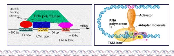 Transkripcija u eukariota v Inicijacija Transkripcioni aktivatori su reglulatorni proteini gena koji pomažu u postavljanju RNK polimeraze na mesto početka transkripcije.