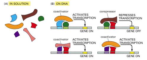 Regulatorni proteini gena eukariota se uglavnom vezuju u komplekse sa DNK Sedam regulatornih proteina je prikazano na slici. (A).