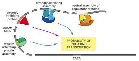 Integracija promotora Multipli setovi regulatornih proteina gena mogu da funkcionišu zajedno kako bi uticali na inicijaciju transkripcije koja se dešava na promotoru.