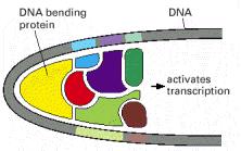 Shema pojačivača-enhansera Žuti protein-arhitektonski protein čija je glavna uloga da se veže za DNK i omogući kooperativno povezivanje ostalih komponenti.