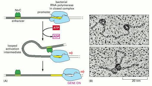 Aktivacija gena iz daljine (A) NtrC je regulatorni protein bakterijskog gena koji aktivira transkripciju tako što olakšava transkripciju između inicijalnog vezivanja RNK poli za promotor i formiranja