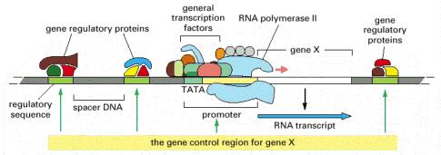 Kontrolni region tipičnog gena eukariota Promotor je DNK sekvenca gde se vezuju opšti faktori transkripcije i polimeraza.