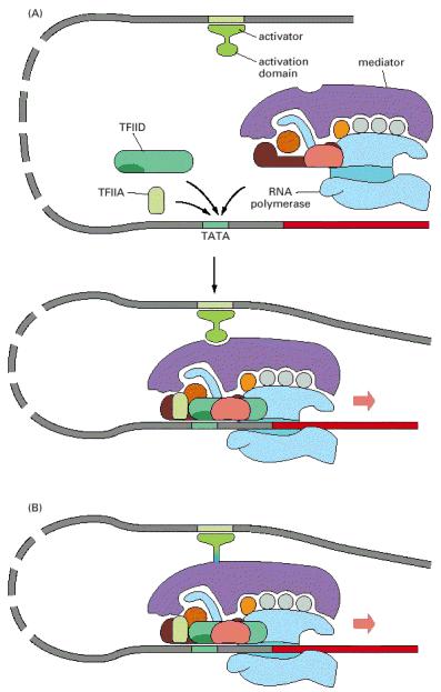 Aktivacija inicijacije transkripcije kod eukariota pomoću RNK poly II holoenzimskog kompleksa (A)Protein aktivator se vezuje proksimalno od promotora, i privlači holoenzimski kompleks na promotor.