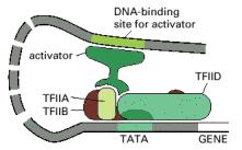 Model aktivnosti nekih transkripcionih aktivatora kod eukariota Protein aktivator gena, vezan za DNK unutar promotora, olakšava povezivanje nekih opštih