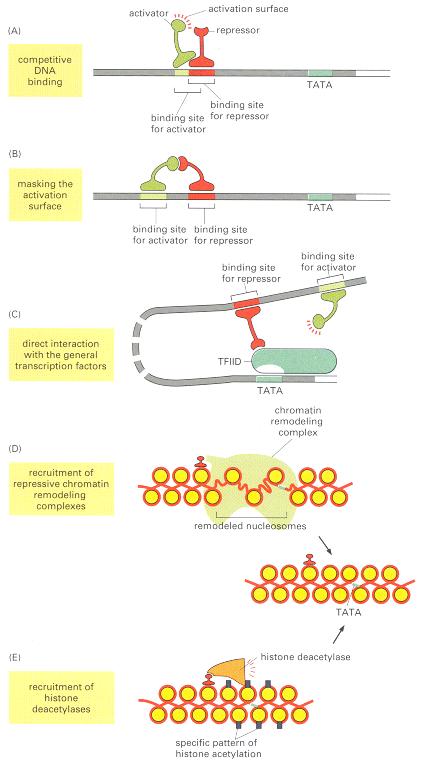 Pet načina funkcionisanja represora gena kod eukariota (A) Protein aktivator gena i protein represor gena konkurišu za vezivanje za istu regulatornu sekvencu DNK (B) Oba proteina mogu da se vežu za