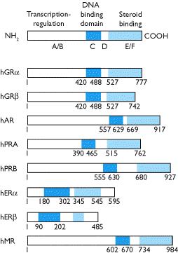 Struktura receptora za steroidne hormone domeni i broj AK DNK-vezujući domen (C) je visoko konzerviran kod svih steroidnih receptora.