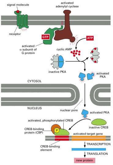 Signalni molekul Receptor Aktivirana α subjedinica G proteina Aktivirana adenilil ciklaza camp Regulacija može da se ostvari i