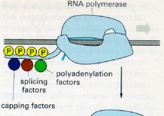 Obrada RNK Obrada RNK je tesno povezana sa fazom elongacije transkripcije.