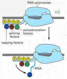 Obrada RNK Fosforilacija CTD RNK polimeraze: je odgovorna za disocijaciju RNA polimeraze II od drugih proteina prisutnih na početnom mestu transkripcije i omogućava novoj grupi proteina, da se vežu