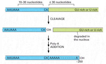 Obrada RNK modifikacija 3 kraja 3 kraj irnk je određen specifičnom sekvenecom u DNK Proteini CstF (cleavage stimulating factor F) i CPSF (cleavage and polyadenilation specificity factor) Putuju na