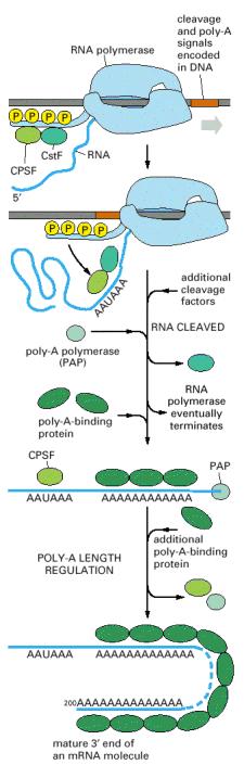 Obrada RNK modifikacija 3 kraja Posle vezivanja CPSF i CstF se vezuju se drugi proteini koji su uključeni u obradu 3 kraja. RNK se otcepljuje.