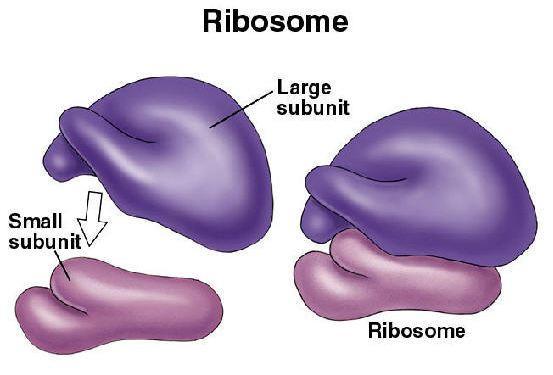 Ribozomi