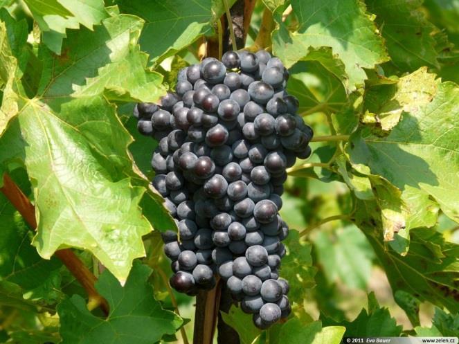 1. UVOD Grožđe je bobičasti plod vinove loze Vitis vinifera (Slika 1).