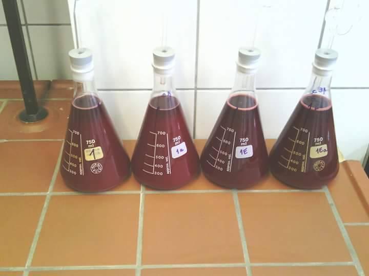 3. Eksperimentalni dio Slika 3. Procijeđeno kupinovo vino nakon maceracije Daljnja fermentacija provedena je pri sobnoj temperaturi tijekom 8 dana.
