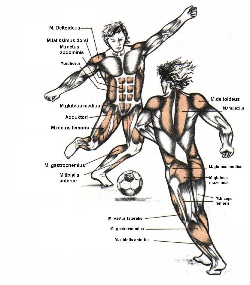Analiza nogometne igre ( strukturalna, funkcionalna i anatomska ) Od zglobova kod nogometaša najugroženiji su: koljeno, skočni zglob, kralježnica posebno slabinski i vratni dio kralježnice.