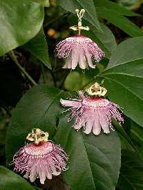 Slika 4. Passiflora incarnata (http://www.delawarewildflowers.org/images/passiflora_incarnata.jpg) 3.4. Passiflora quadrangularis L.