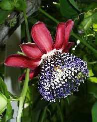 Slika 5. cvijet goleme pasiflore (http://www.exotischezaden.nl/exotische_zaden/images/passiflora-quadrangularis.jpg) 3.5. Passiflora racemosa Brot.