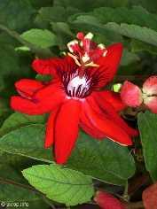 Leal 2001.). Zbog boje cvjetova ova se vrsta često zamjenjuje vrstom P. vitifolia. Uz još jednu vrstu, jedina je koja ima plodove crvene boje (Horvatović i sur. 2007). Slika 8.