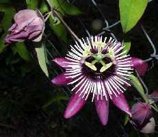 jpg) 3.8. Passiflora x violacea Loiseleur-Deslongchamps Passiflora x violacea je ljubičasto-bijele boje te naraste do 3 metra u visinu (Slika 9.). Krošnja joj je široka i do 1, 5 metara.