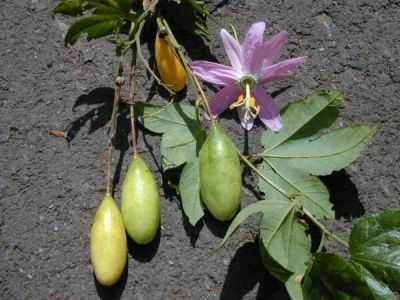 Slika 12. Passiflora tarminiana, plod i cvijet (http://luirig.
