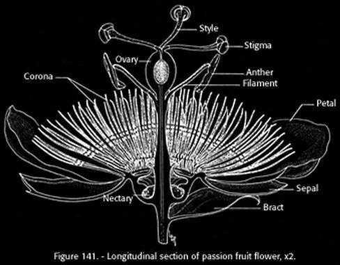 2. EKOLOGIJA, GRAĐA CVIJETA I PLODA TE SIMBOLIKA IMENA Cvjetovi roda Passiflora su jednodomni, a sadrže 5 lapova i 5 latica.