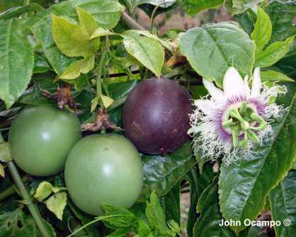 3.1. Passiflora edulis Sims Ova vrsta se zbog svojih velikih i jestivih plodova uzgaja na velikim plantažama Indije, Šri Lanke, Novog Zelanda, na Karibima i Haitiju, u Brazilu, Kolumbiji, Ekvadoru,