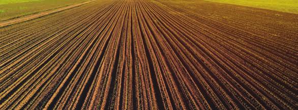 7. BROJ BILJAKA NA POLJU (GUSTINA SETVE) Jedan od najkritičnijih faktora za postizanje visokih prinosa kukuruza je optimalna gustina biljaka po jedinici površine.