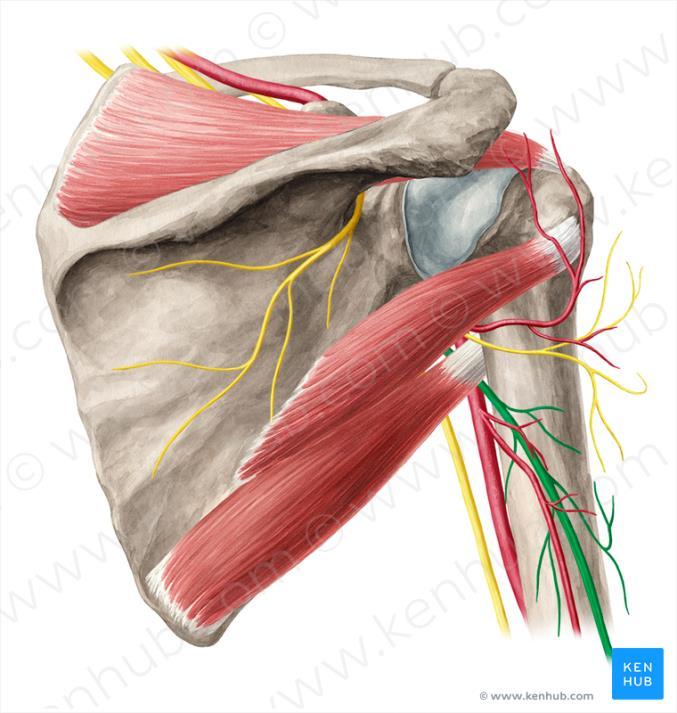 Ozljeda n. radialisa Ozljede n. radialisa najčešće su od svih ozljeda perifernih živaca. N.