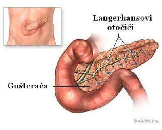 1. UVOD 1.1. GRAĐA GUŠTERAČE Gušterača ili pankreas (lat. pan, sav + creas, meso) je egzokrina i endokrina žlijezda duljine 15 do 25 cm smještena ispod želuca i usporedno s njim.