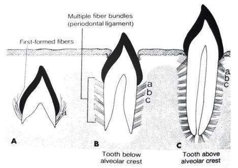Slika 3. Nicanje zuba (Preuzeto iz: Soldo M, Meštrović S, Njemirovskij V. The development of teeth and supporting structures. Sonda. 2010;11(20):40-3.) 1.