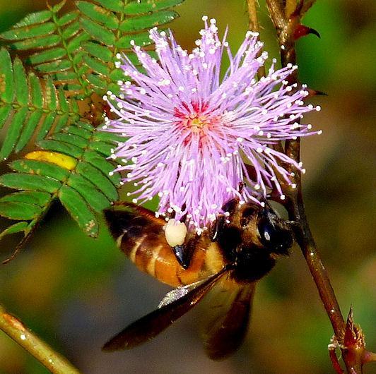 Apis indica Fabricius Indijska pčela (slika 4.