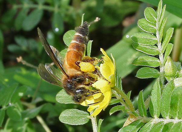 Apis dorsata Fabricius - Velika indijska pčela (slika 5.