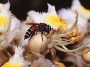 Apis florea F. - Mala indijska pčela (slika 7.) Rasprostranjena u Aziji (slika 8.